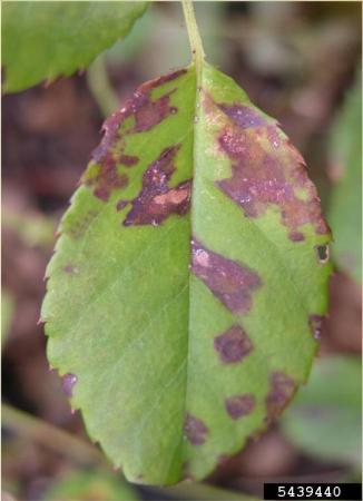 Purple spots from downy mildew on rose leaf