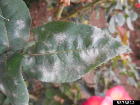 Rose foliage with white powdery spots 