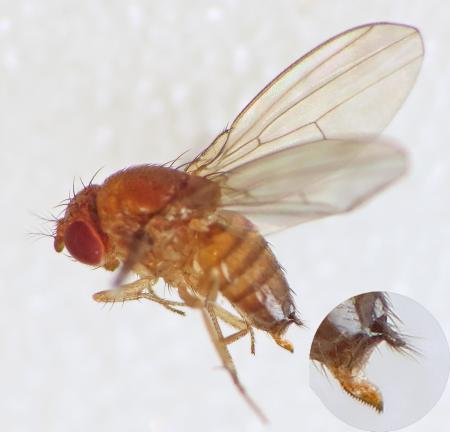 Female fly with serrated ovipositor extended