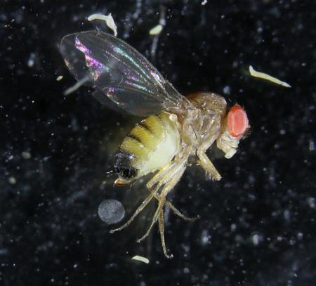 Small fly on raspberry