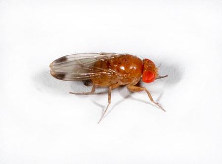 Fly with red eyes and black spots on wings