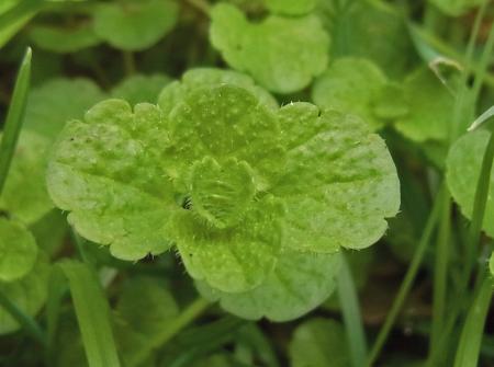 Creeping speedwell leaves