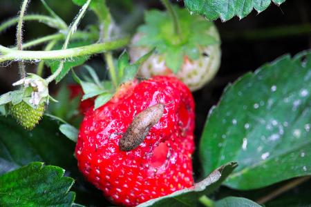 Slug and damage on strawberry