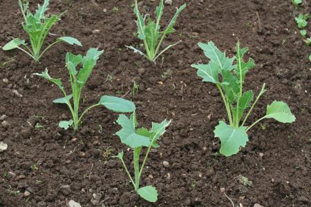 Severe slug damage to brassica seedlings
