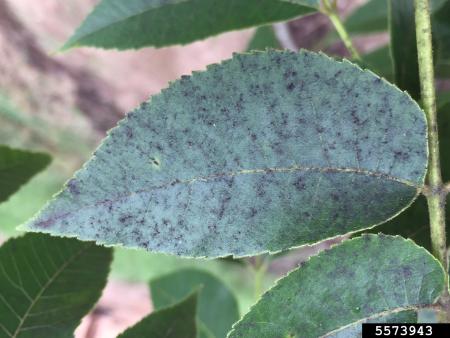 Sooty mold on leaf