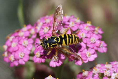 Syrphid fly with yellow and black markings that resembles a yellowjacket