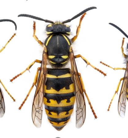 Yellowjacket queen