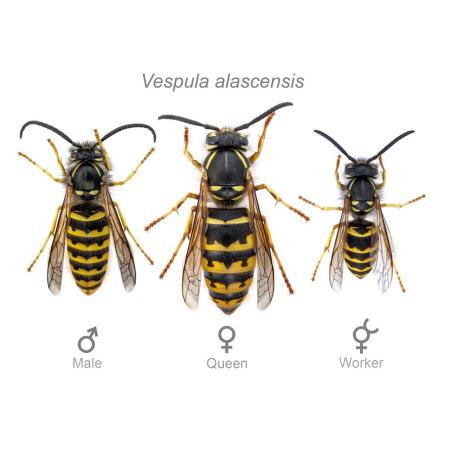 Comparing male female