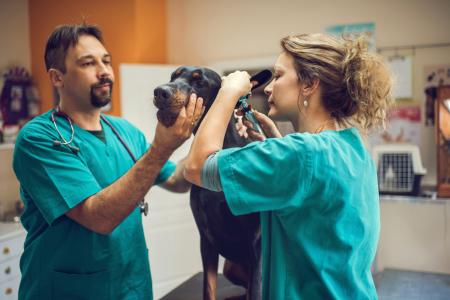 Veterinarians examining dog’s ear