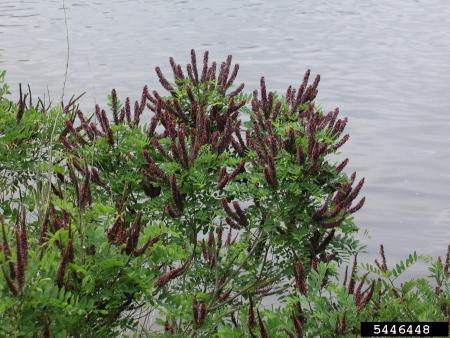 Indigo bush growing by water