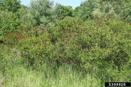 Indigo bush thicket