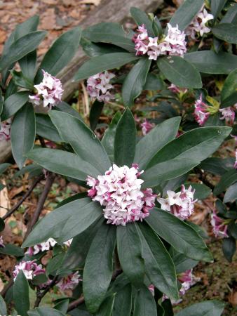 Leaves and flowers of Daphne odora