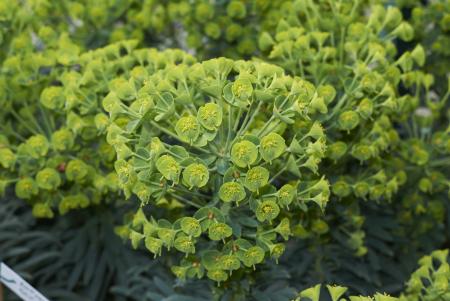 Mediterranean spurge flower head