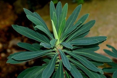 Mediterranean spurge leaves
