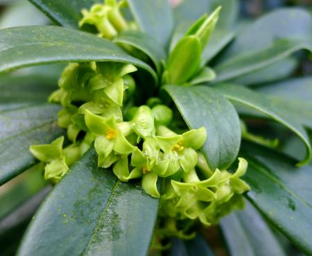 Greenish-yellow flowers