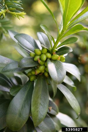 Green unripe fruit