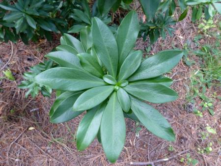 Whorled, glossy, evergreen leaves of spurge laurel