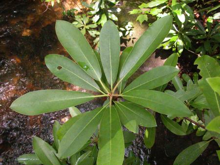 Rhododendron leaves
