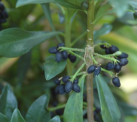 Black ripe fruits