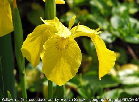 Flor de iris de bandera amarilla
