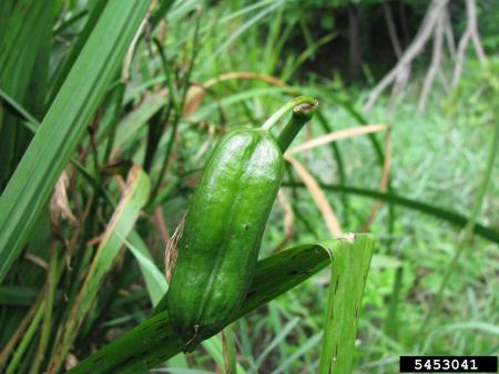Vaina de semilla verde brillante