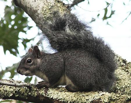 Western gray squirrel 