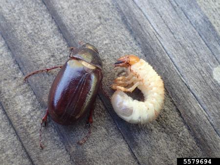 Gusano blanco adulto y larva
