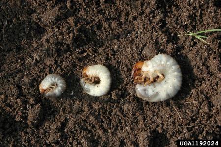 Tres especies de gusano blanco