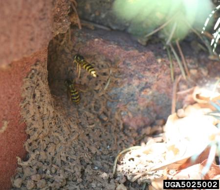 Yellowjacket nest hole along foundation