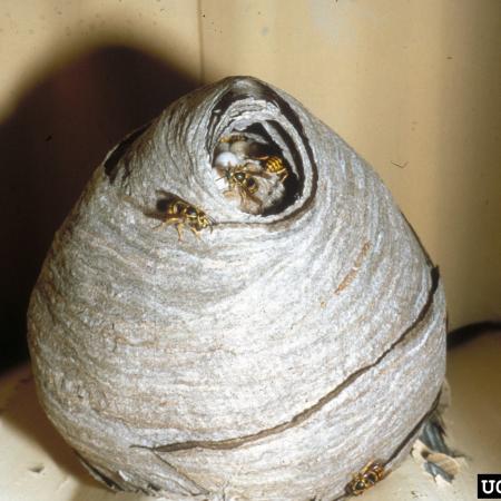 Aerial yellowjacket nest
