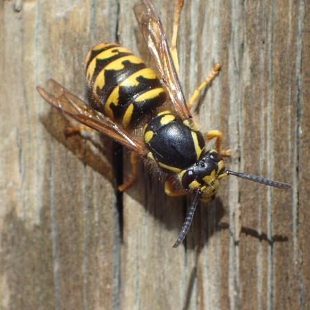 Aerial yellowjacket