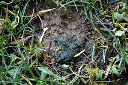 Algae in lawn