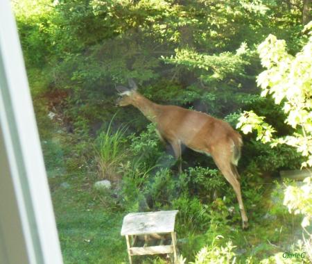 Deer browsing in yard