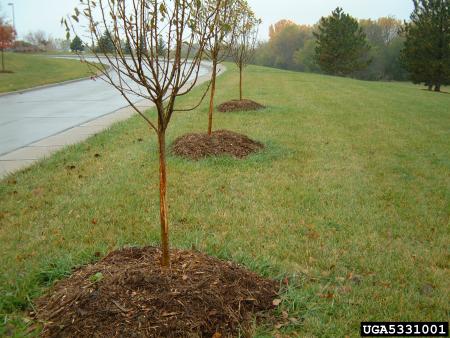 Landscape trees with deer rub damage