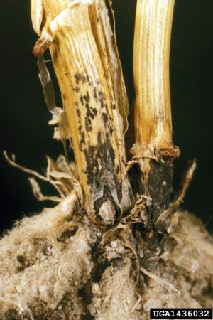 Anthracnose basal stem rot phase