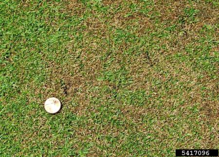 Anthracnose on bentgrass