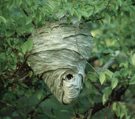 Bald-faced hornet nest