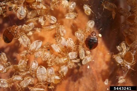 Bed bug nymphs and adults