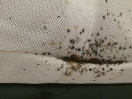 Signs of bed bug activity on mattress