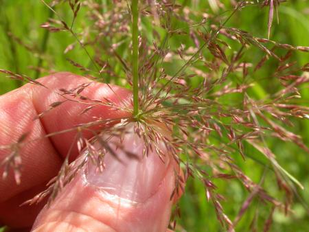 Worker holding bentgrass flower