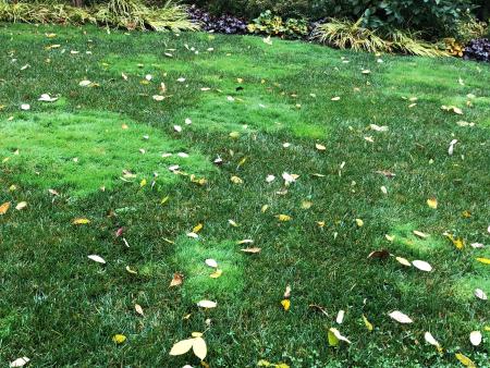 Bright green creeping bentgrass patches in lawn