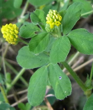 Black medic leaves and flowers