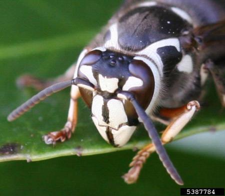 Bald-faced hornet