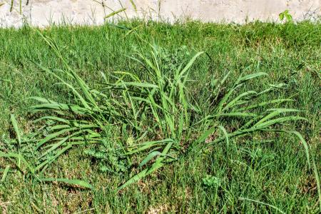 crabgrass in lawn