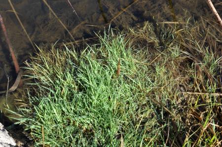 Bentgrass stems, leaves, and flowers