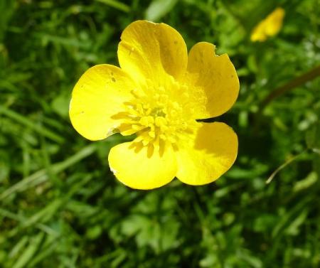 Creeping buttercup flower