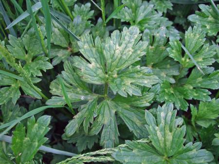 Creeping buttercup leaves