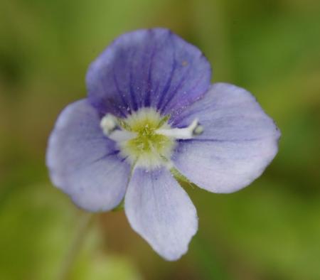 Creeping speedwell flower