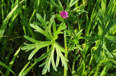 Cutleaf geranium stem, leaves, and flower, and grasses