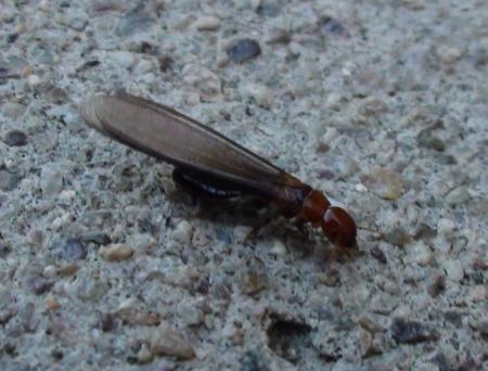 Winged dampwood termite